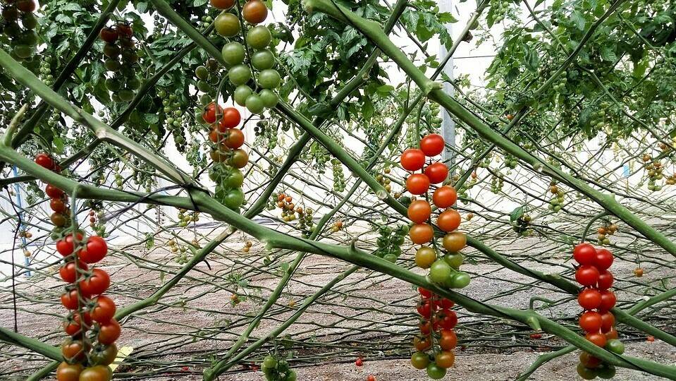 bouquet-1707496_960_720|Marchitamiento26